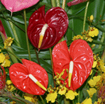 Anthurium sample