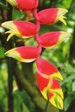 Heliconia samples