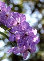 Orchid sample