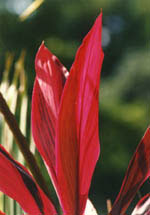 Foliage sample